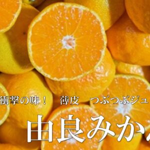 由良みかん（訳あり）３ｋｇ