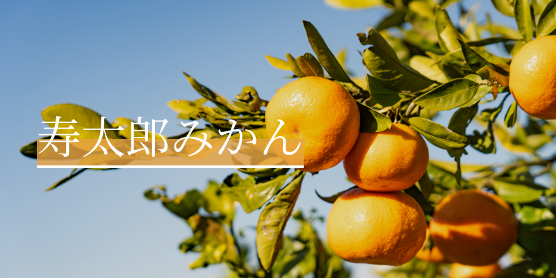 寿太郎みかん（秀品）