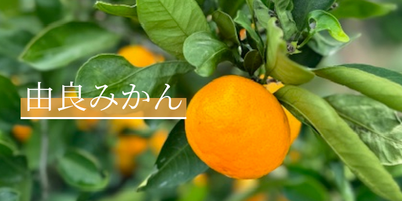 由良みかん